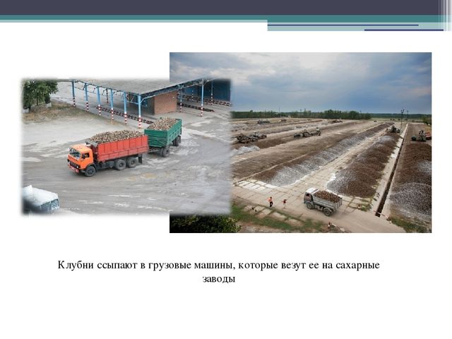 Презентация в подготовительной группе"" Откуда пришел сахарок?"
