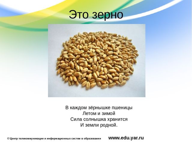 Презентация по образовательной области "Познавательное развитие"