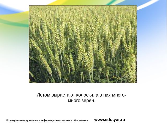 Презентация по образовательной области "Познавательное развитие"