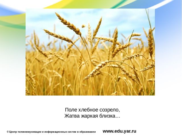 Презентация по образовательной области "Познавательное развитие"