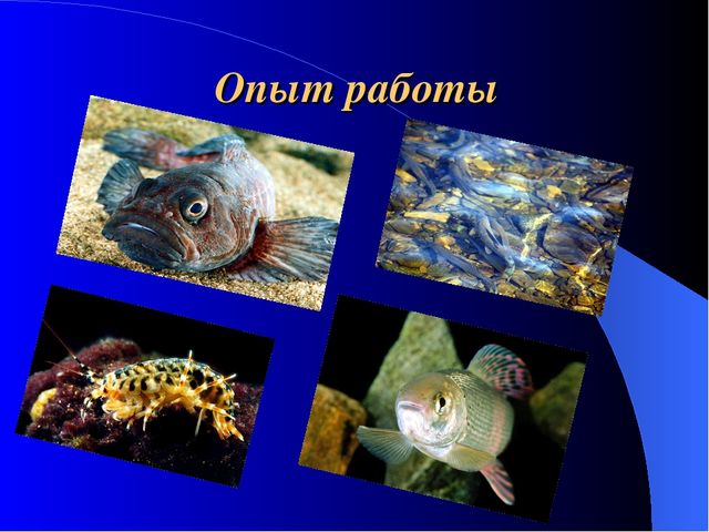 Презентация на тему "Развитие креативности детей через метод проектов"