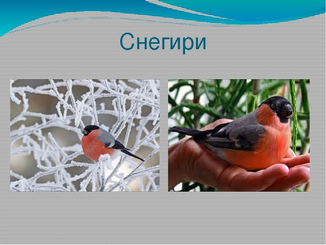 Презентация на тему "Живая природа"
