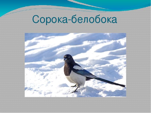 Презентация на тему "Живая природа"