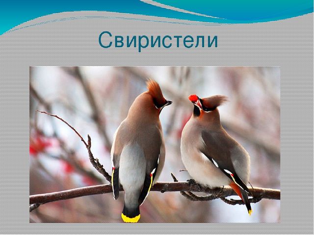 Презентация на тему "Живая природа"