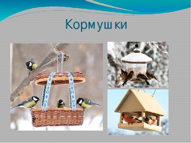 Презентация на тему "Живая природа"