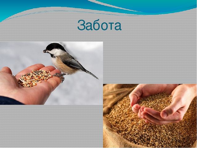 Презентация на тему "Живая природа"