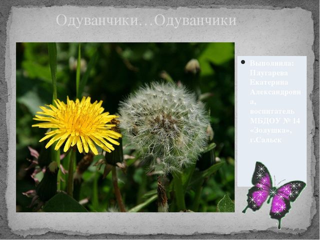 Презентация для дошкольников" Одуванчики...Одуванчики".