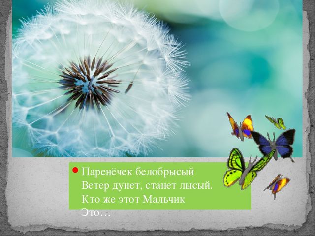 Презентация для дошкольников" Одуванчики...Одуванчики".