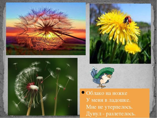 Презентация для дошкольников" Одуванчики...Одуванчики".