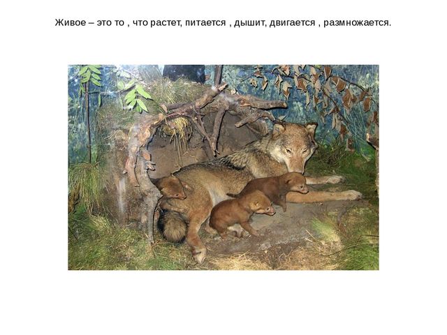 Презентация проекта "Объекты живой и неживой природы"