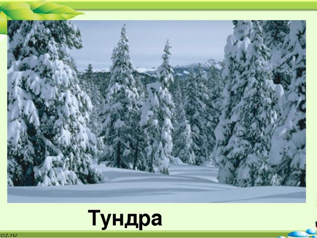 Презентация по окружающему миру