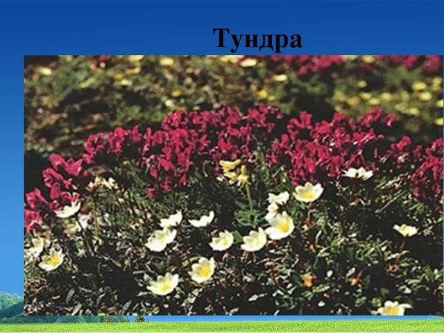 Презентация по окружающему миру