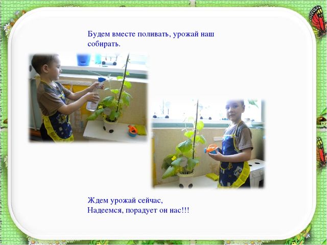 Презентация познавательно – исследовательского проекта "Огород на окне" во второй младшей группе