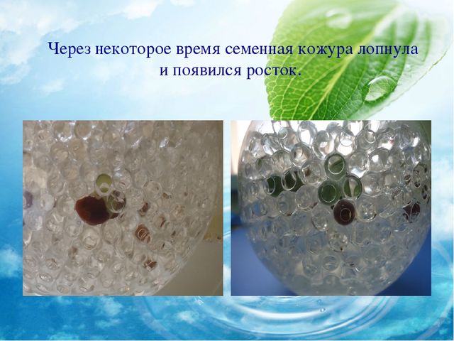 Опытно- экспериментальная деятельность в детском саду в весенний период .АкваГрунт(гидрогель).Презентация.