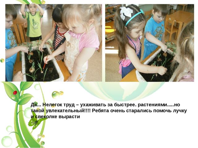 Презентация огород в группе
