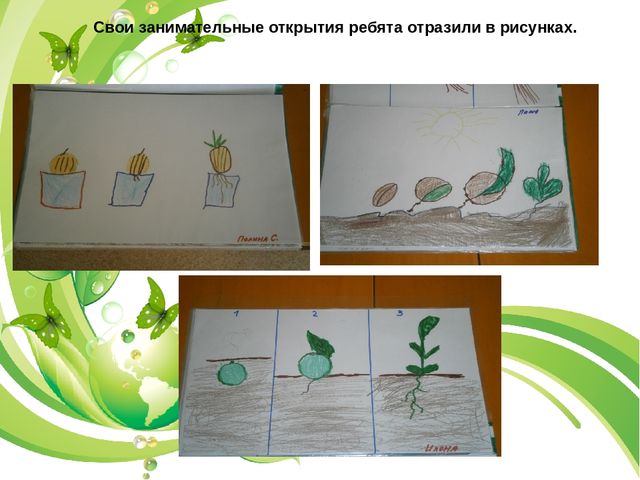 Презентация огород в группе