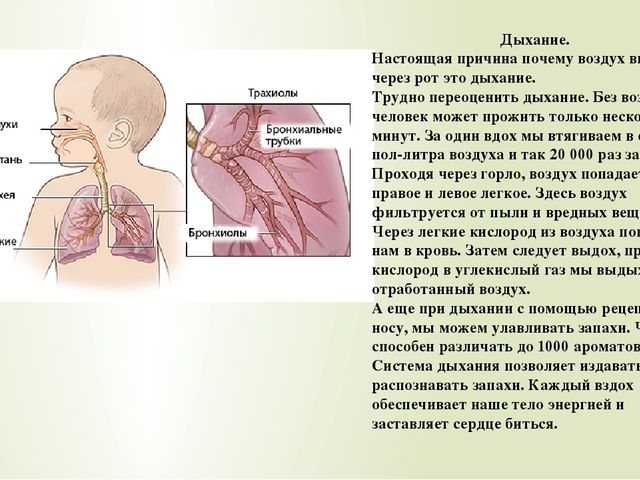 Презентация по ознакомлению с окружающим