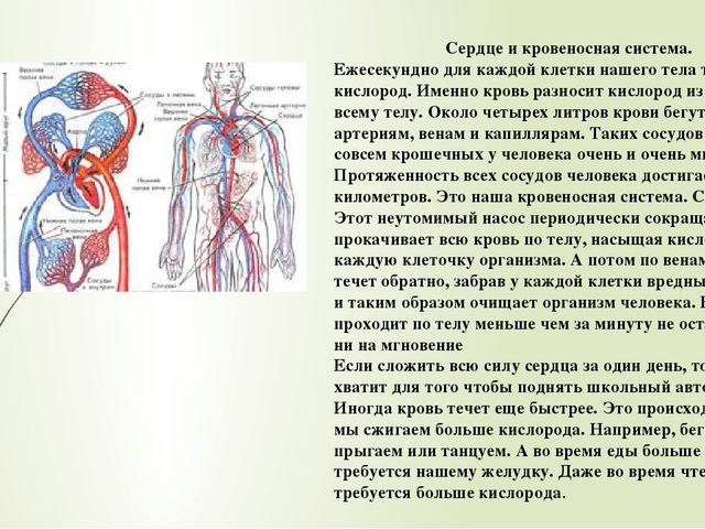 Презентация по ознакомлению с окружающим
