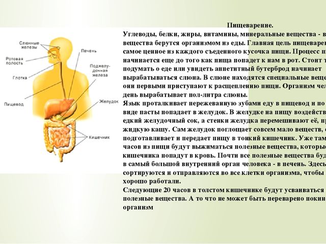 Схема продвижения пищи по пищеварительному тракту