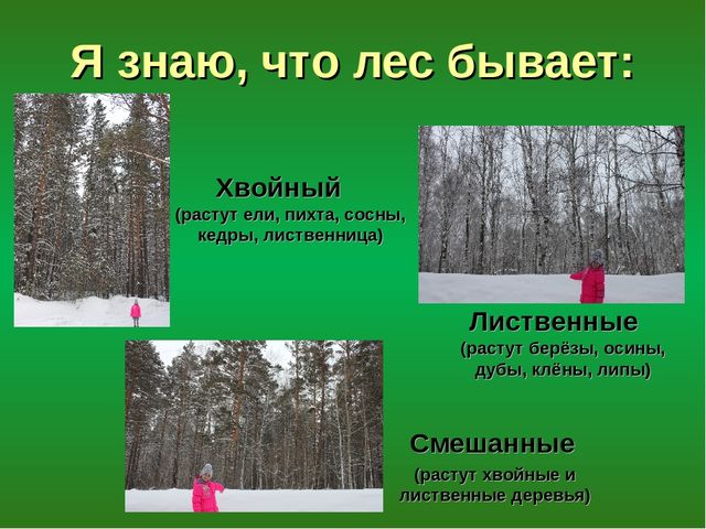 Презентация "Лес - защитник"