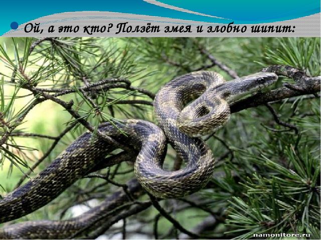 В гости к солнышку