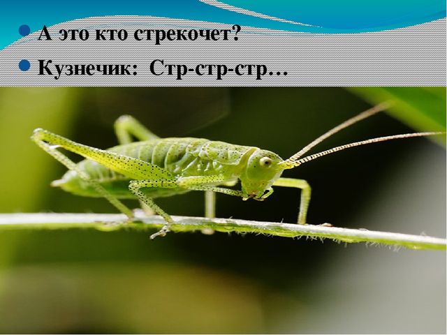 Кузнечик курган транспортная карта