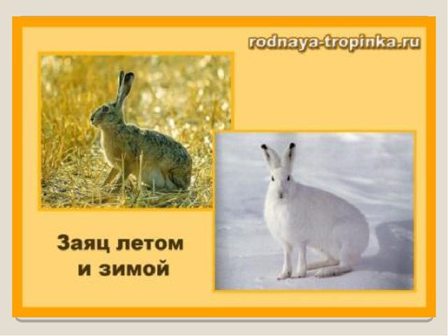 Презентация по ознакомлению сокружающим миром"Книга загадок"