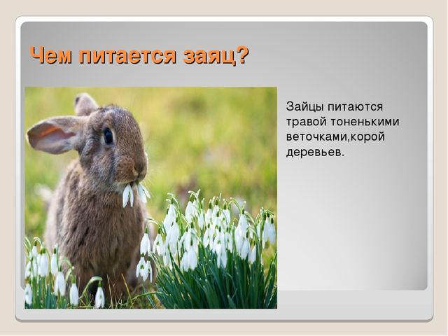 Презентация по ознакомлению сокружающим миром"Книга загадок"