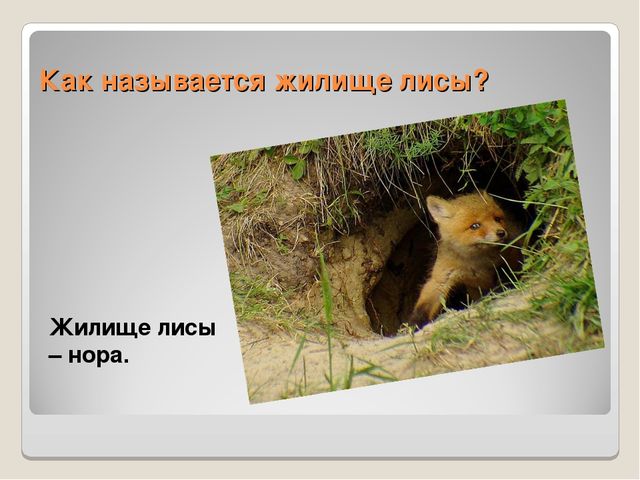 Презентация по ознакомлению сокружающим миром"Книга загадок"