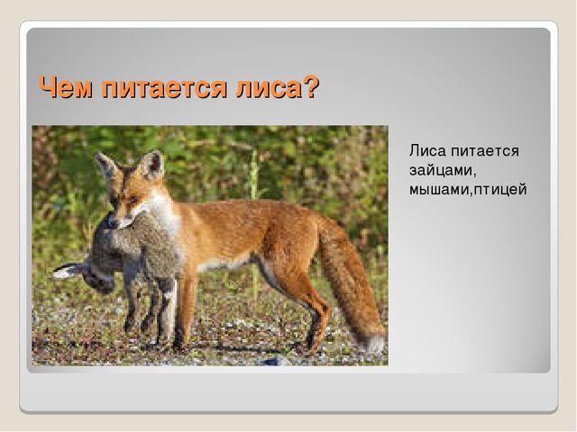 Презентация по ознакомлению сокружающим миром"Книга загадок"