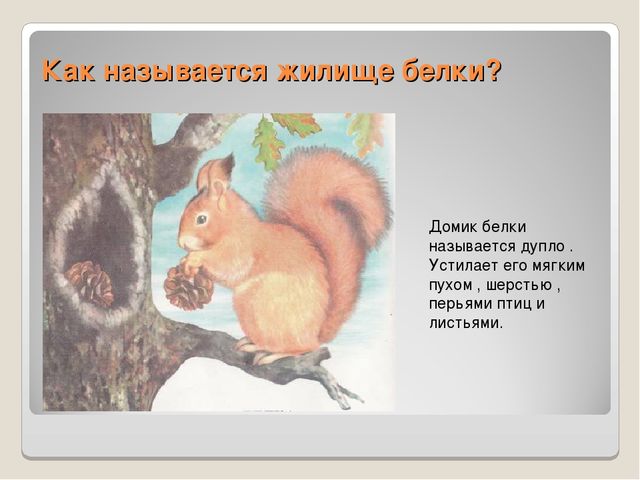 Презентация по ознакомлению сокружающим миром"Книга загадок"