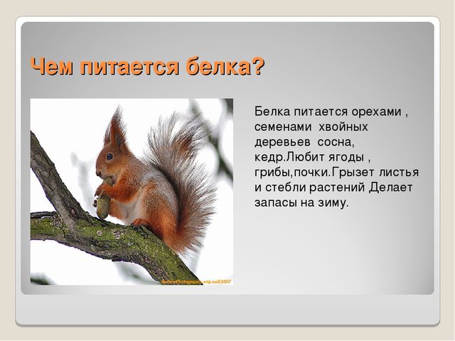 Презентация по ознакомлению сокружающим миром"Книга загадок"