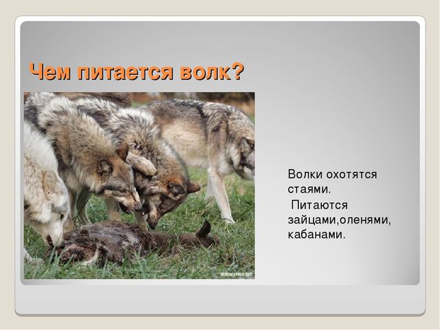 Презентация по ознакомлению сокружающим миром"Книга загадок"