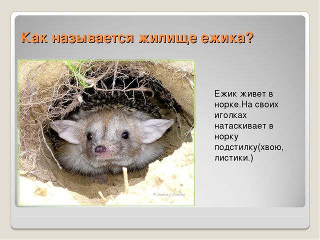 Презентация по ознакомлению сокружающим миром"Книга загадок"