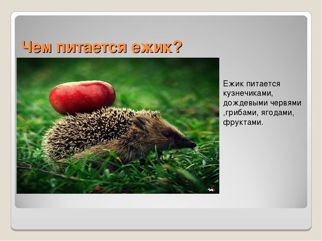 Презентация по ознакомлению сокружающим миром"Книга загадок"