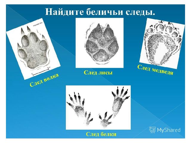 Презентация по художественно-эстетическому развитию на тему:"Анималистический жанр живописи"