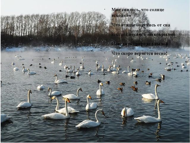 Презентация на тему: "Природа родного края"