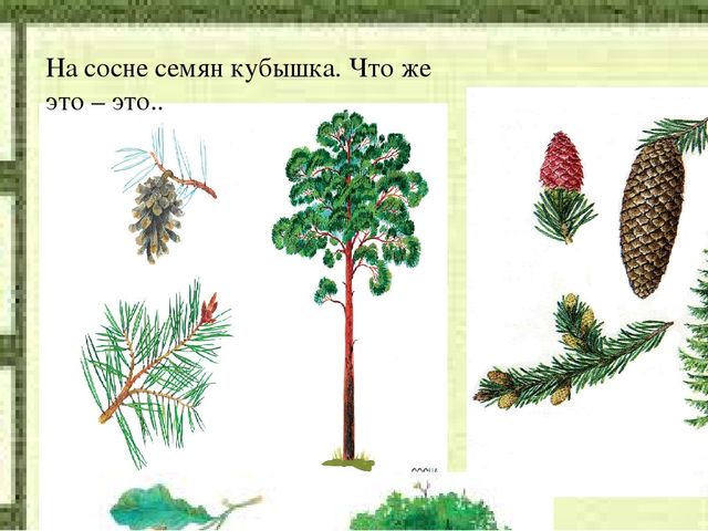 Слайд на занятие по Естествознанию