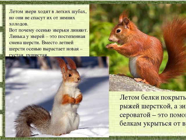Слайд на занятие по Естествознанию
