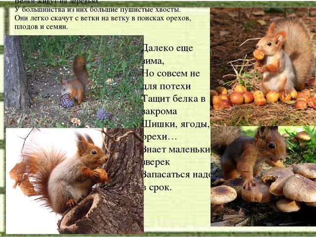 Слайд на занятие по Естествознанию