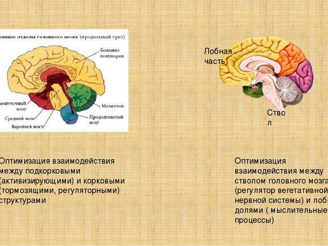 Презентация на тему "Кинезиологические упражнения"