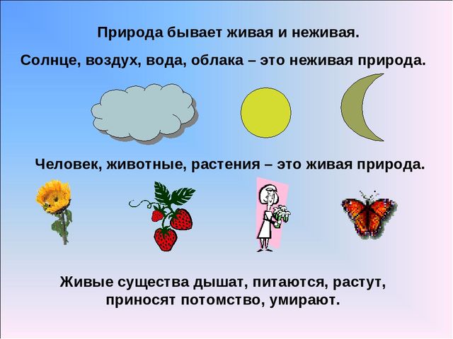 Презентация по предмету Естествознания. "Что изучает предмет Естествознание?"