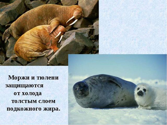 Презентация на тему " Животные Северного полюса.