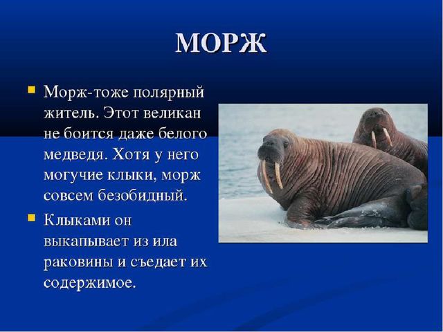 Презентация на тему " Животные Северного полюса.