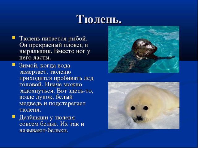 Презентация на тему " Животные Северного полюса.