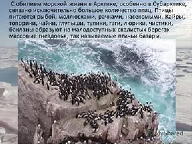 Презентация на тему " Животные Северного полюса.
