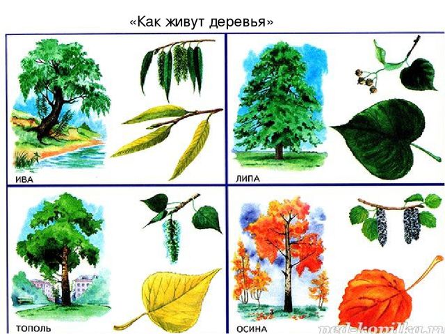 Презентация ! мл.гр Естествознание "Листопад, листопад листья желтые летят"