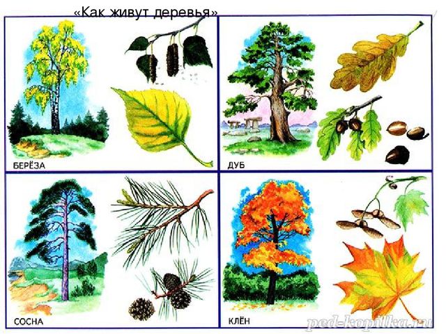 Презентация ! мл.гр Естествознание "Листопад, листопад листья желтые летят"