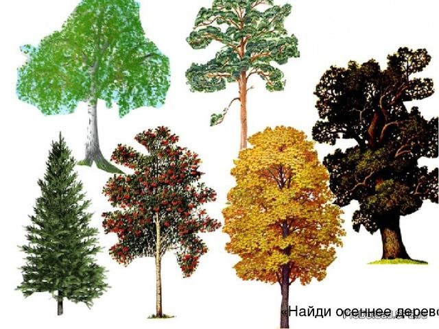 Презентация ! мл.гр Естествознание "Листопад, листопад листья желтые летят"