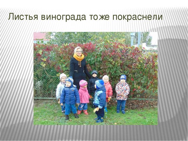 Презентация проекта по познавательному развитию на тему "Осень в золотом наряде" в младшей группе.